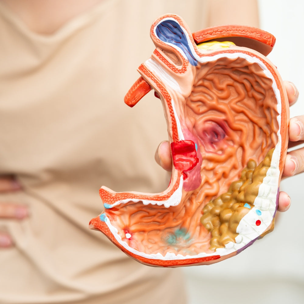 Gut & Digestive Wellness